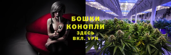 стаф Кущёвская